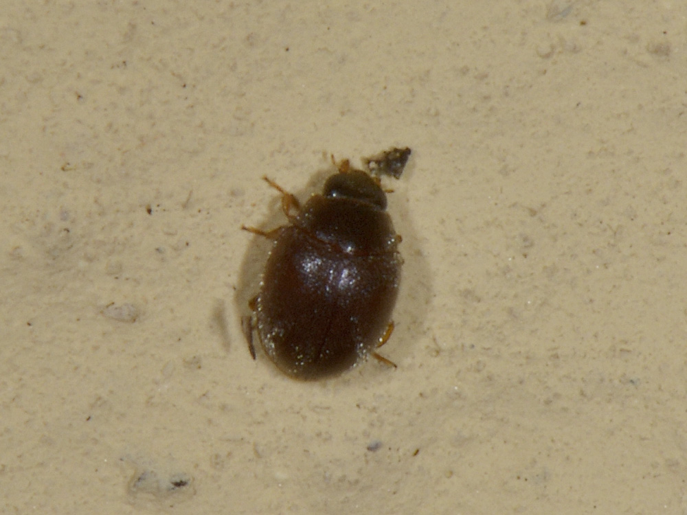 1,5 mm. di ....Coccinella? - Scymnus o... No, Stethorus pusillus